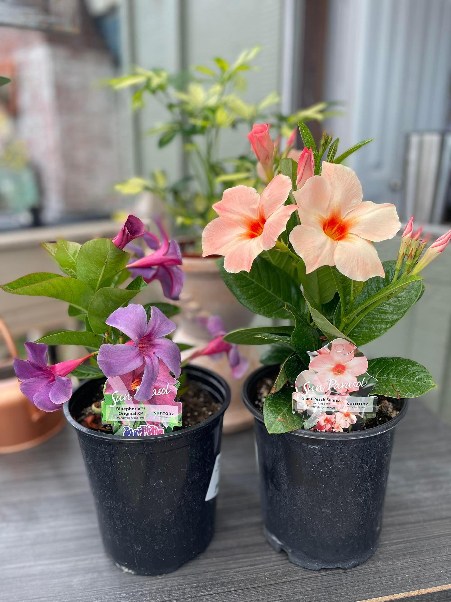Two potted Mandevilla plants with pink and purple flowers.
