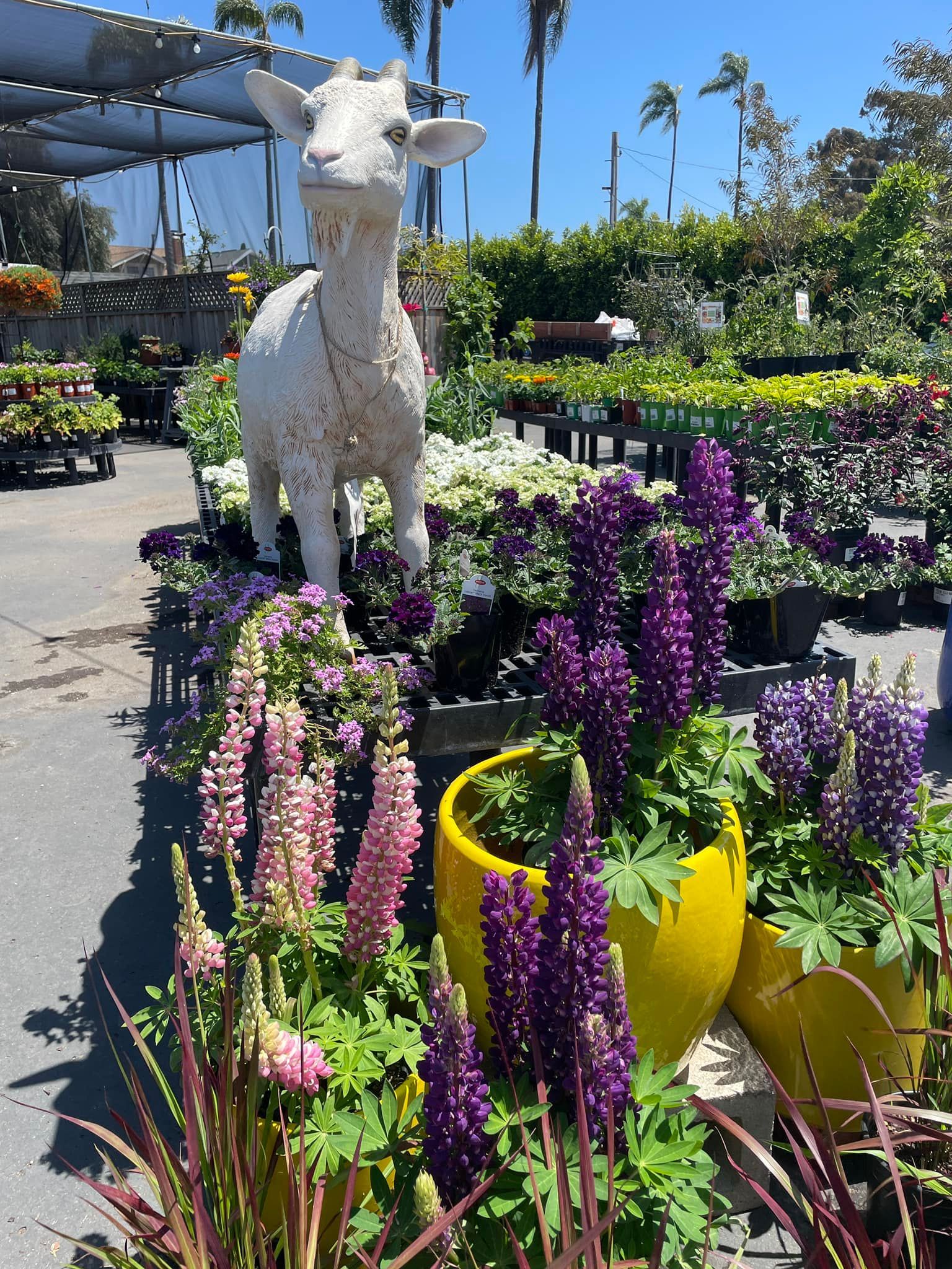 A garden center with a white goat statue, purple and pink lupine flowers, and yellow pots.