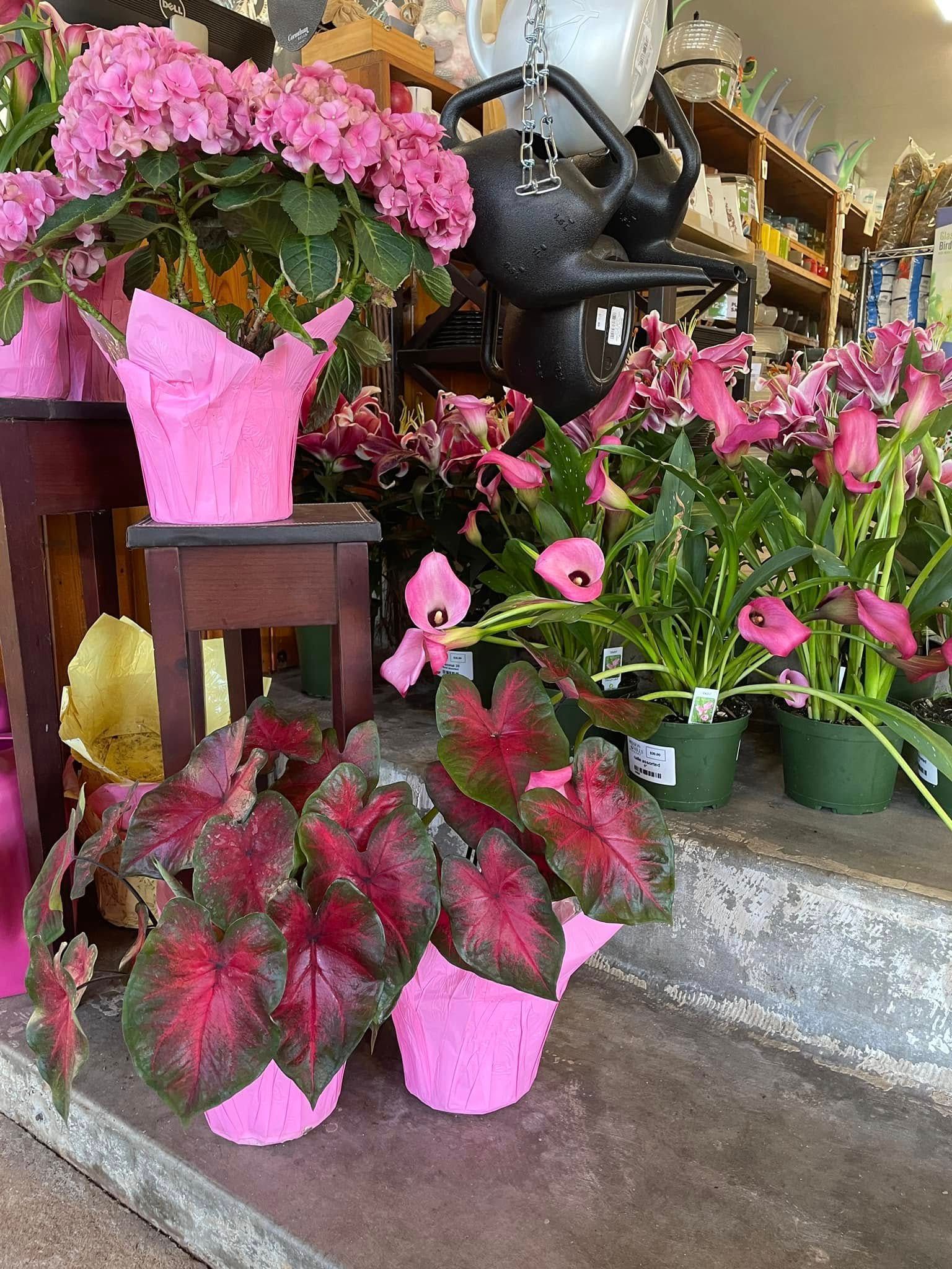Pink flowering plants and foliage in pink pots at a florist shop.
