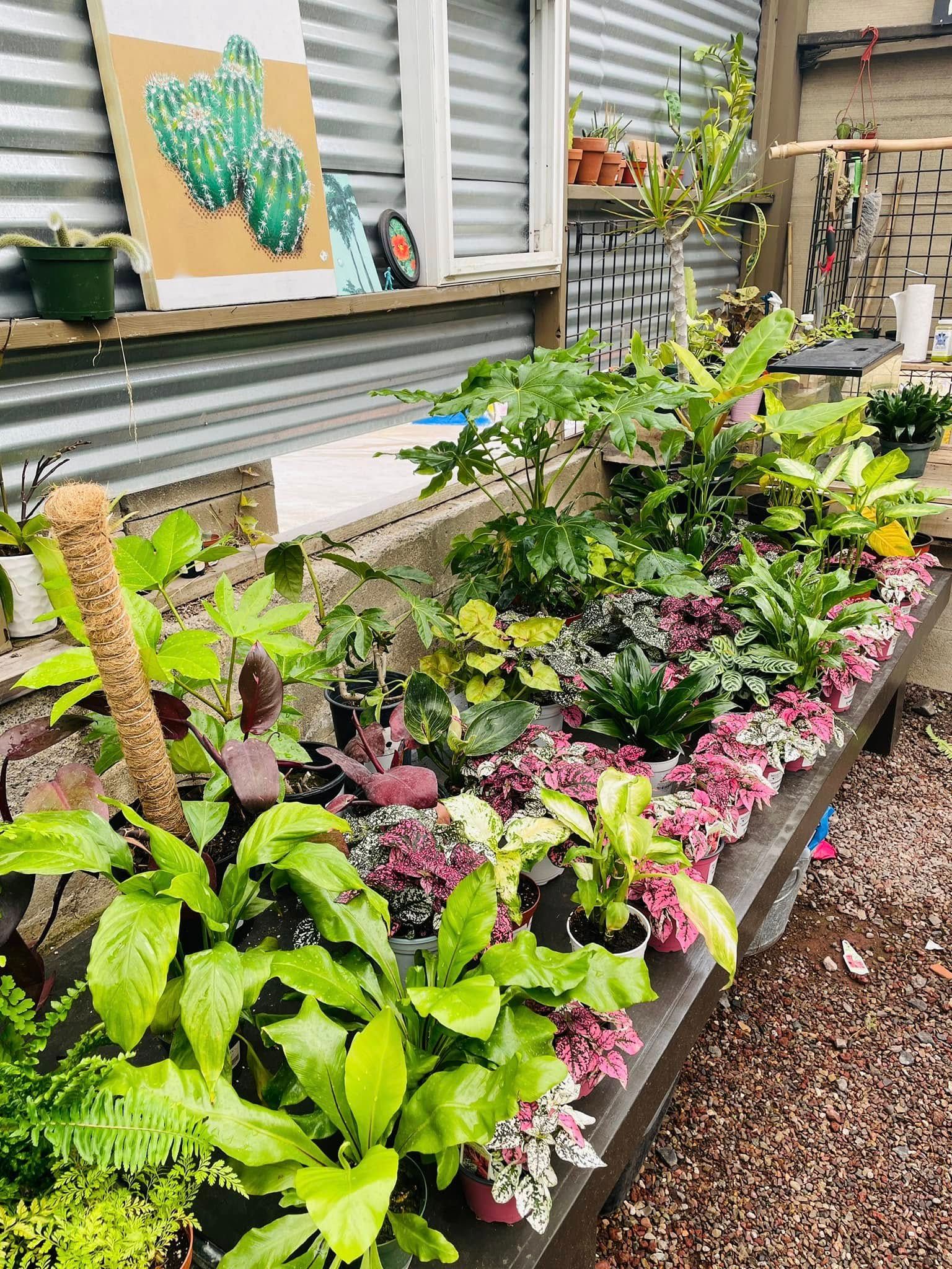 A lush garden bed with various plants. A painting of cacti hangs nearby.