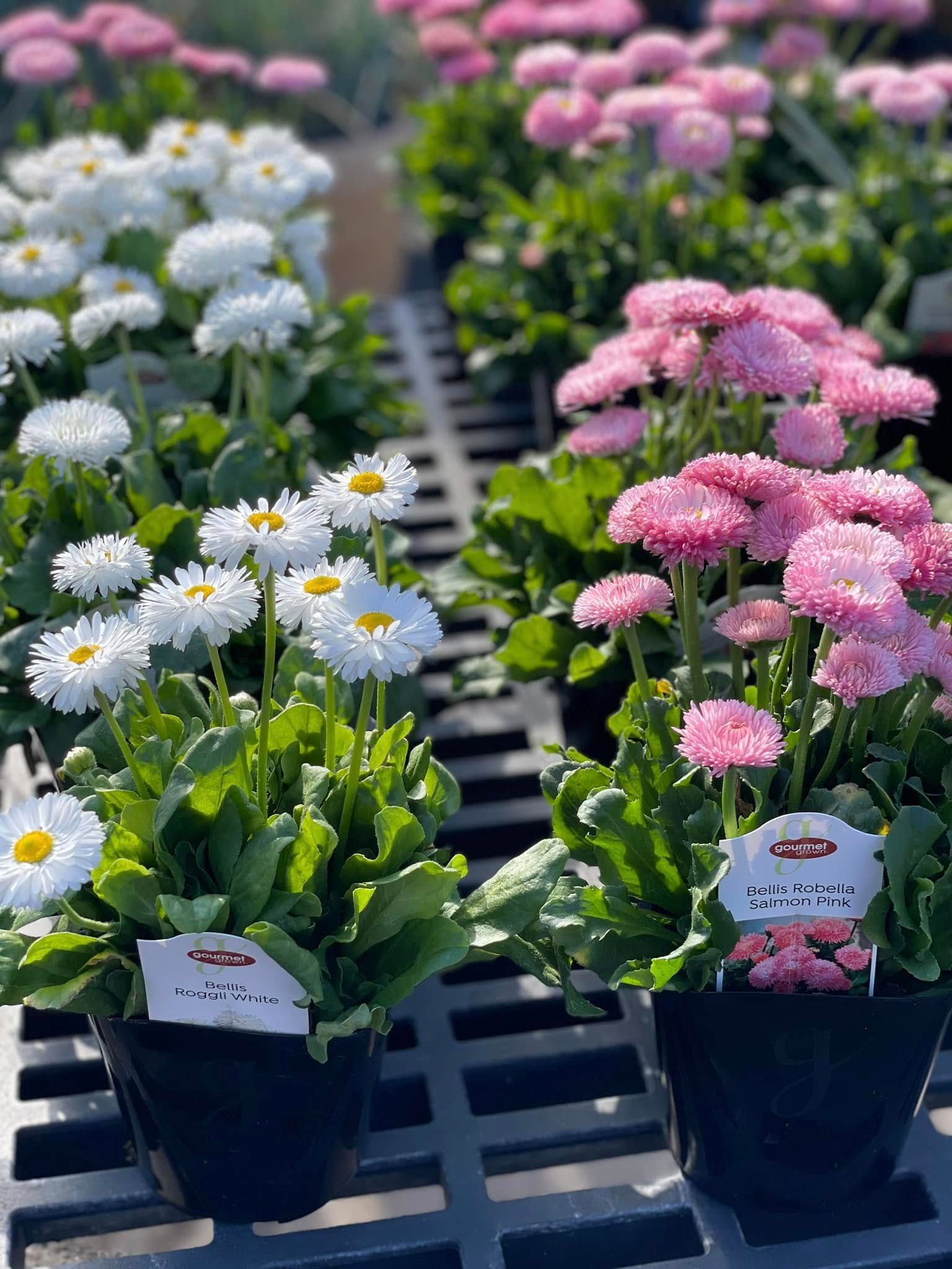 Potted white and pink English daisies sit on a black tray at a plant nursery.