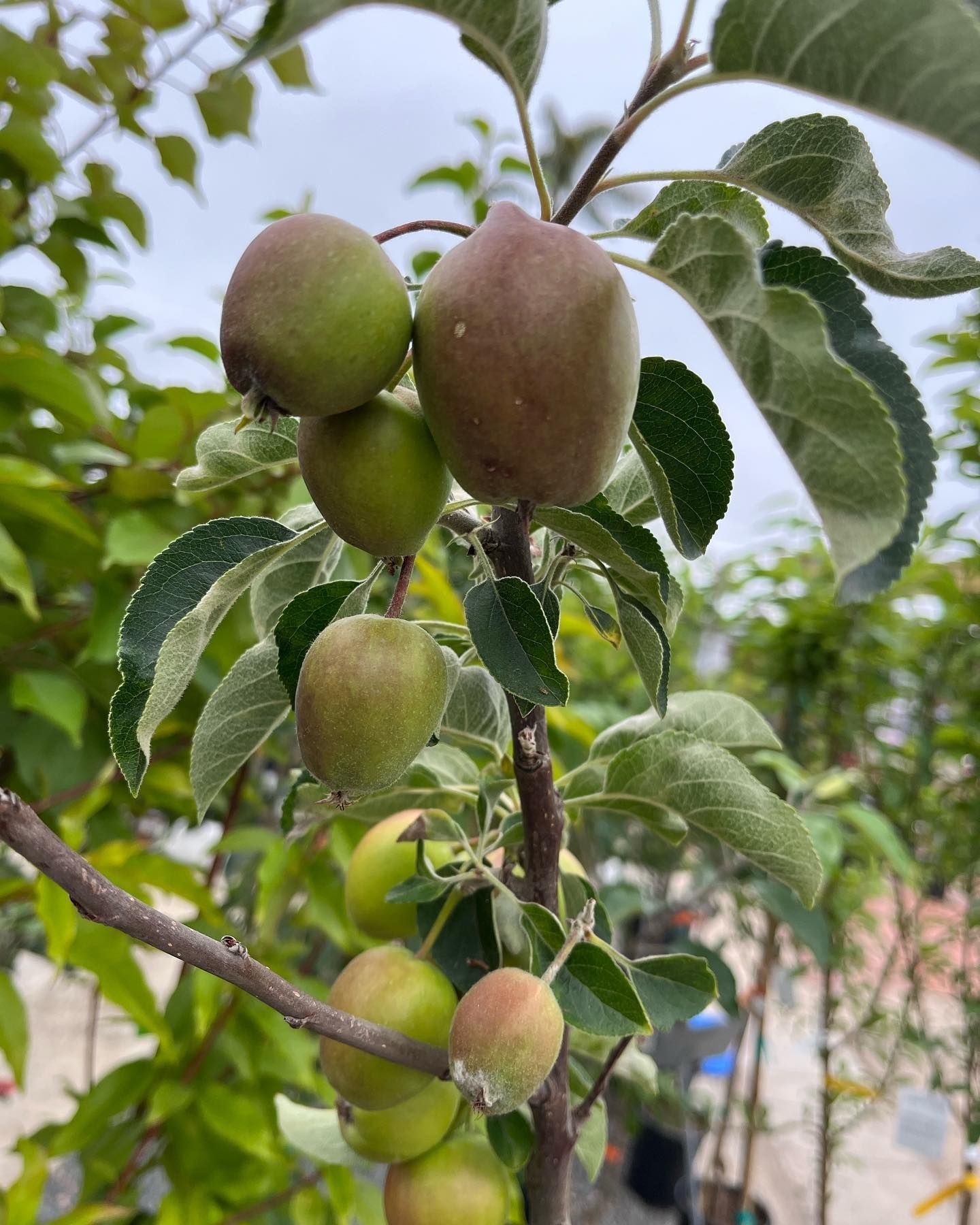 Green and brown apples growing on a tree branch, with green leaves.