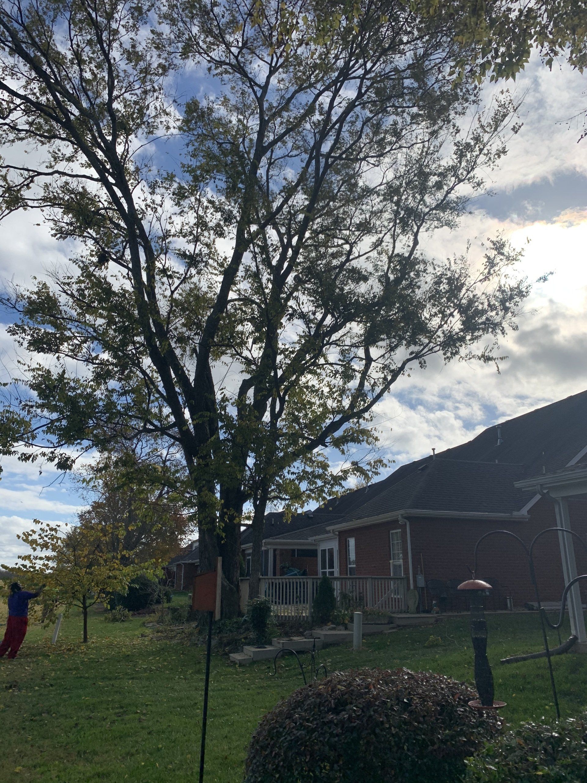 A tree in front of a house on a sunny day