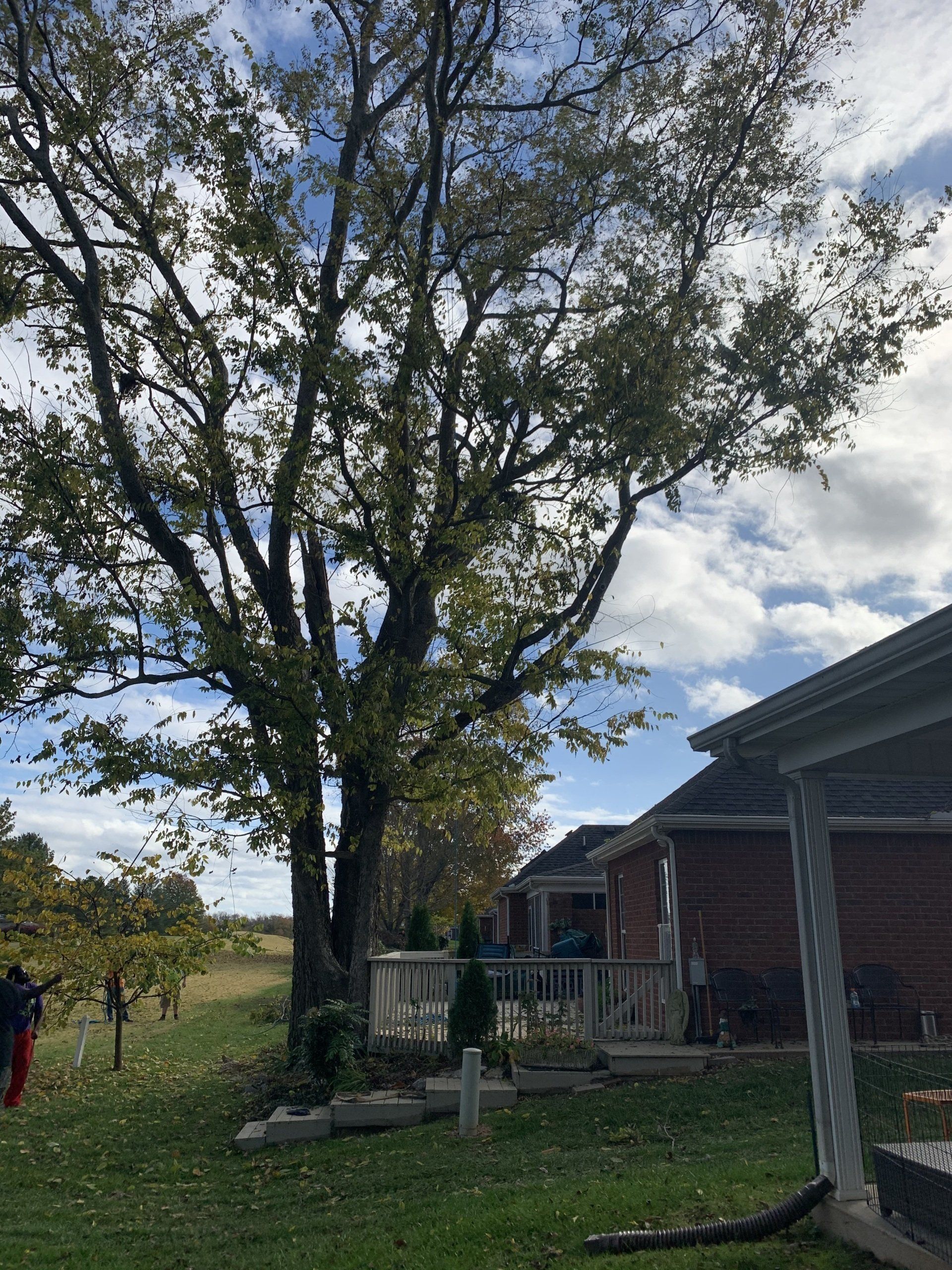 A house with a porch and a tree in front of it.