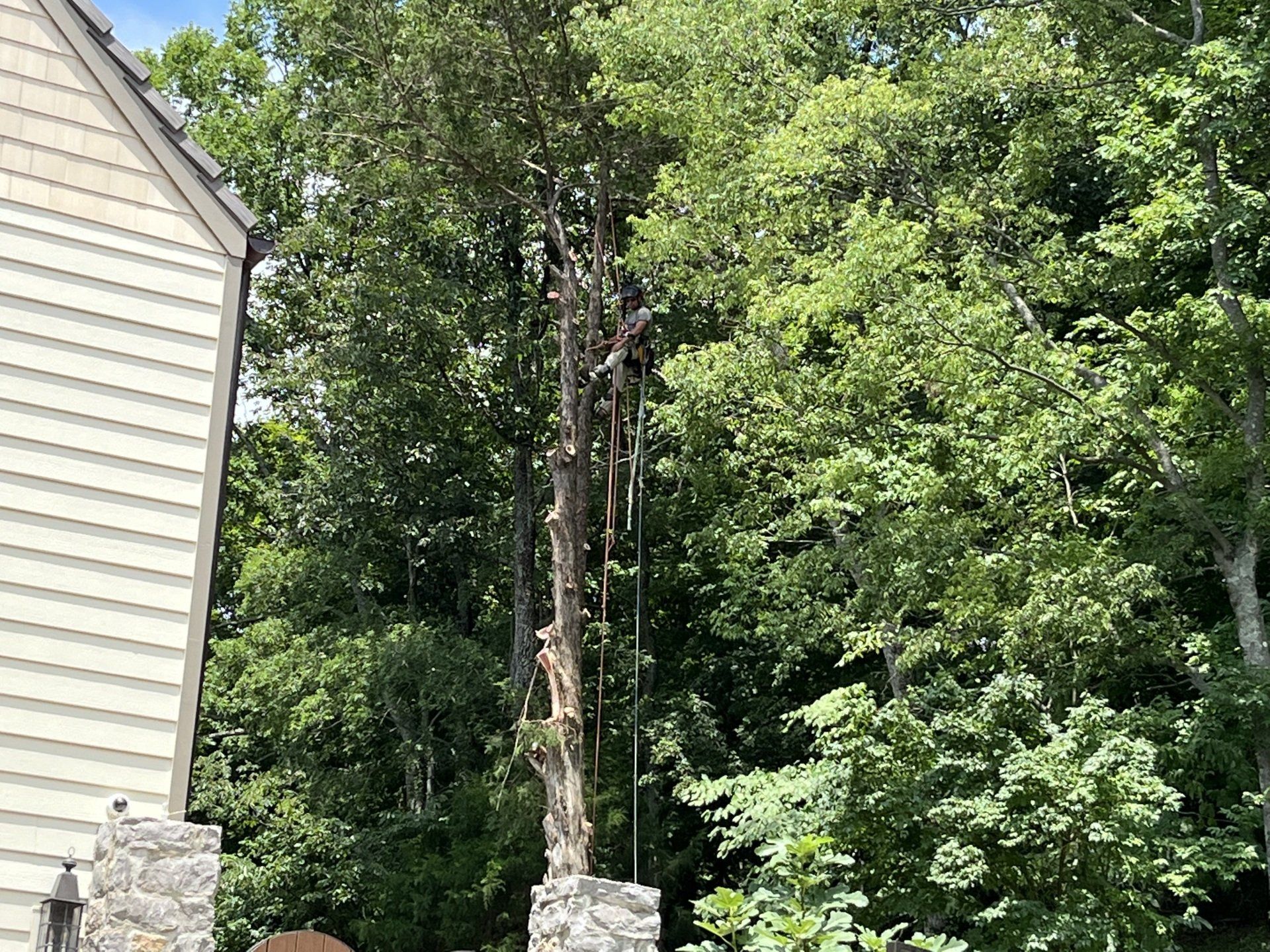 A man is climbing a tree in front of a house.