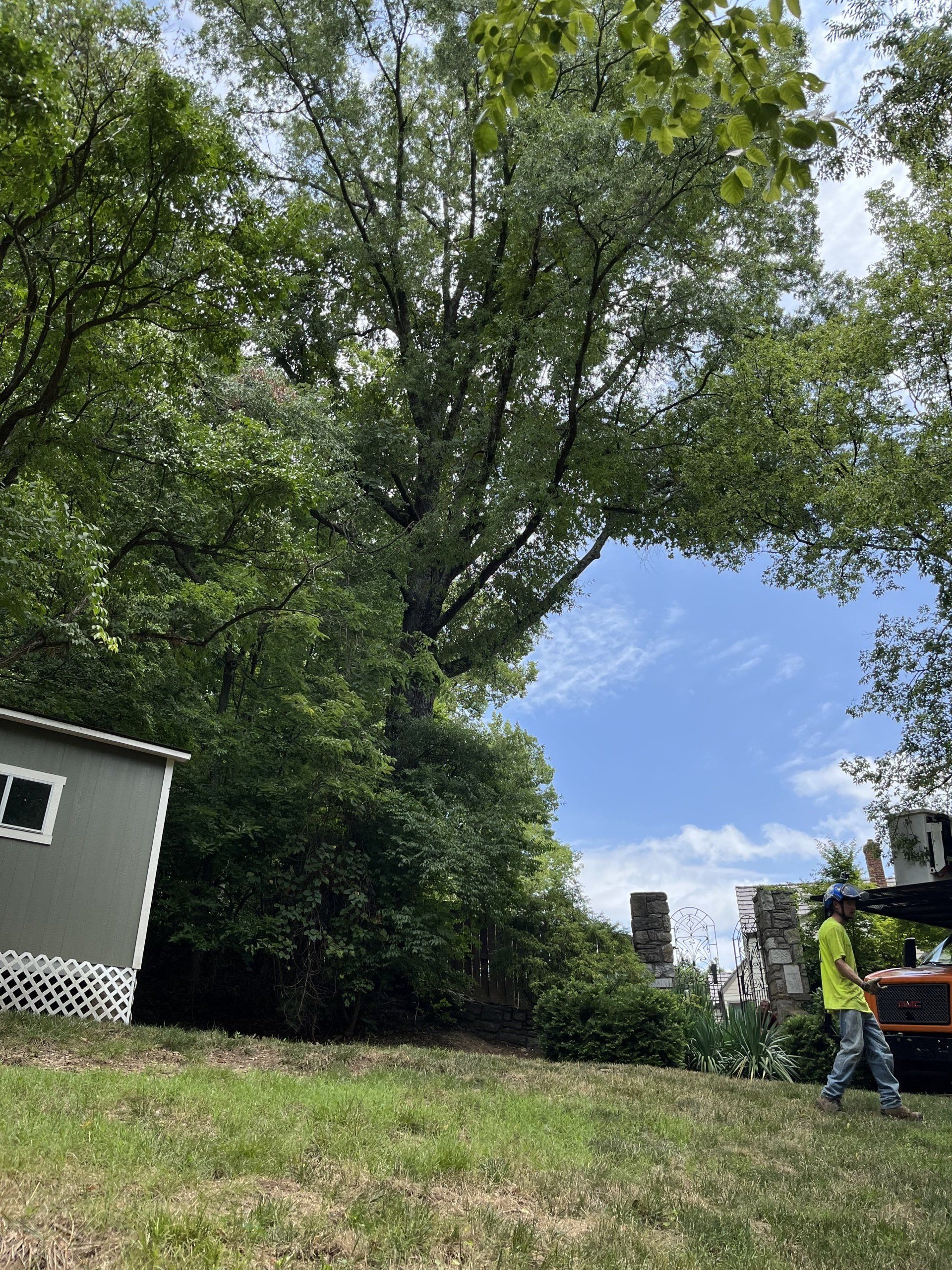 A man is standing in front of a large tree in a yard.
