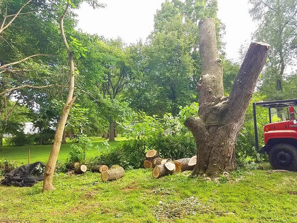 Tree removal