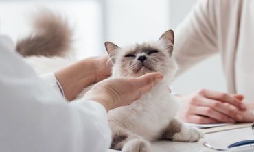 Cat Check up