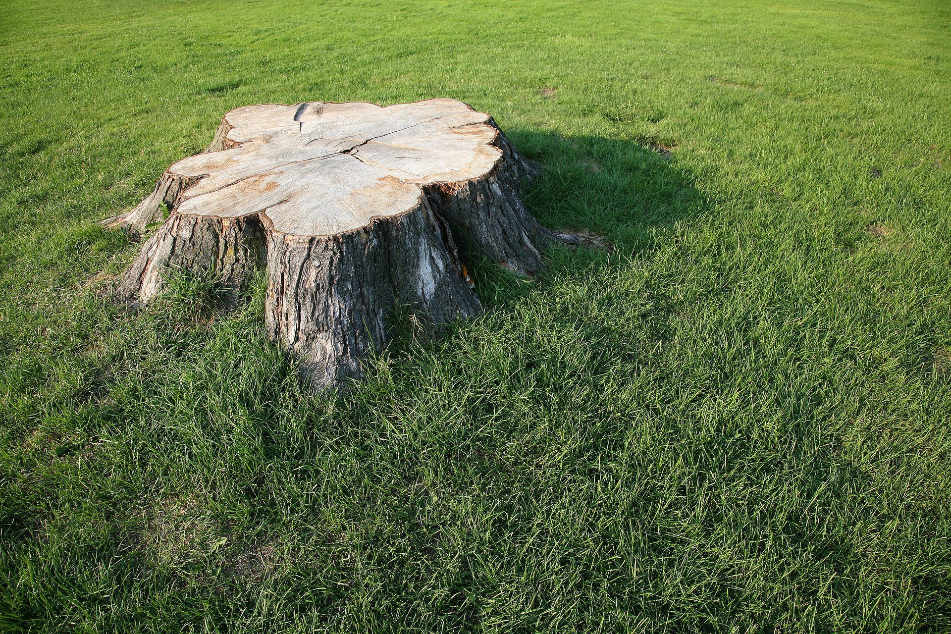 Large tree stump in a green grassy field