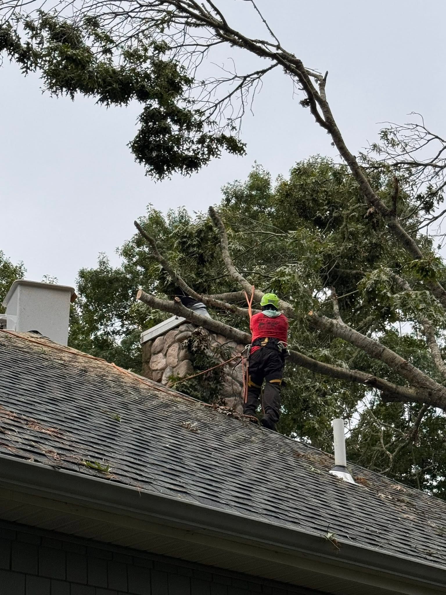 Worker in red safety gear trimming a large tree above a tiled roof