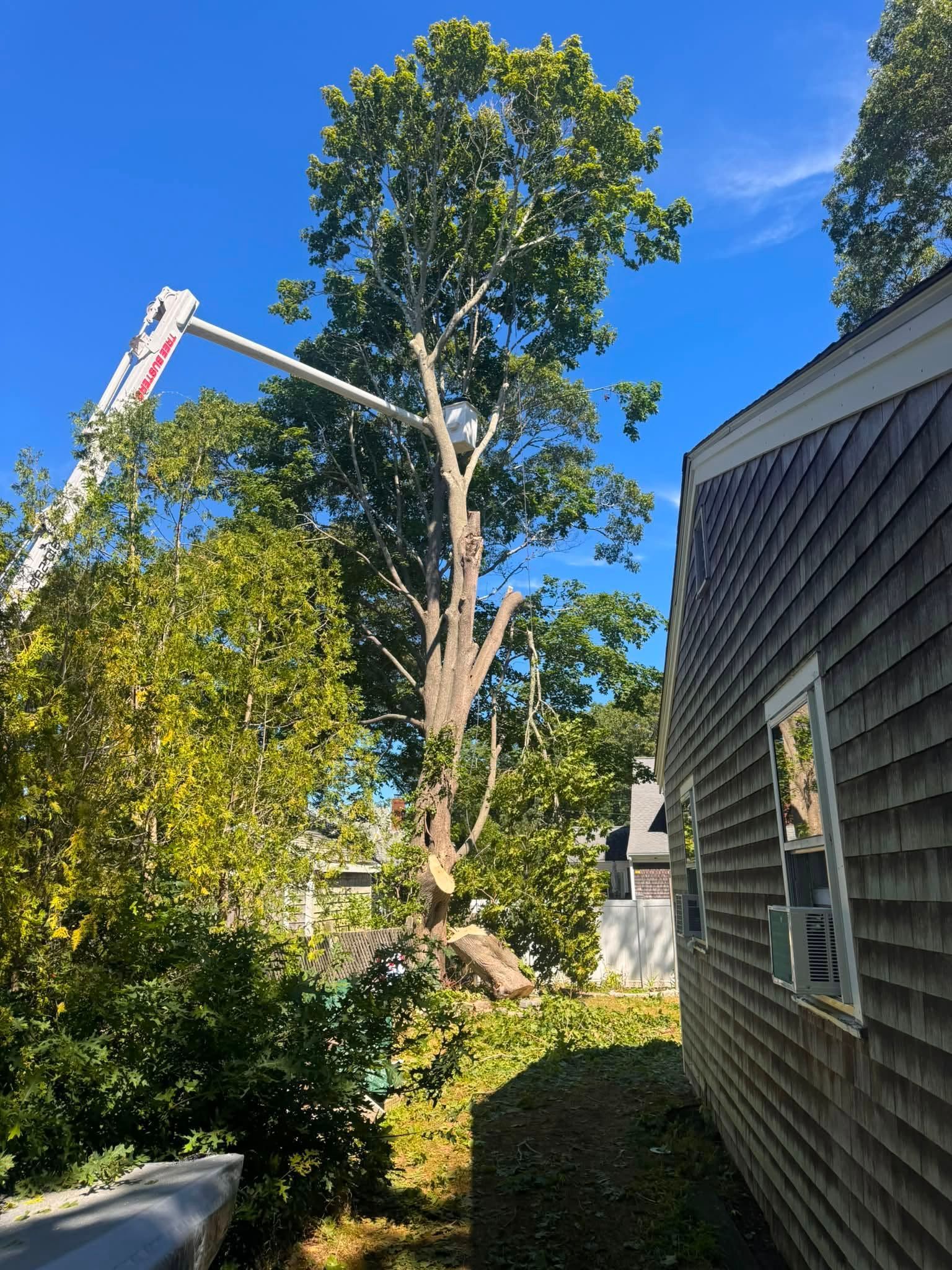 Backyard with a tall tree, house siding, and a utility bucket truck against a bright blue sky