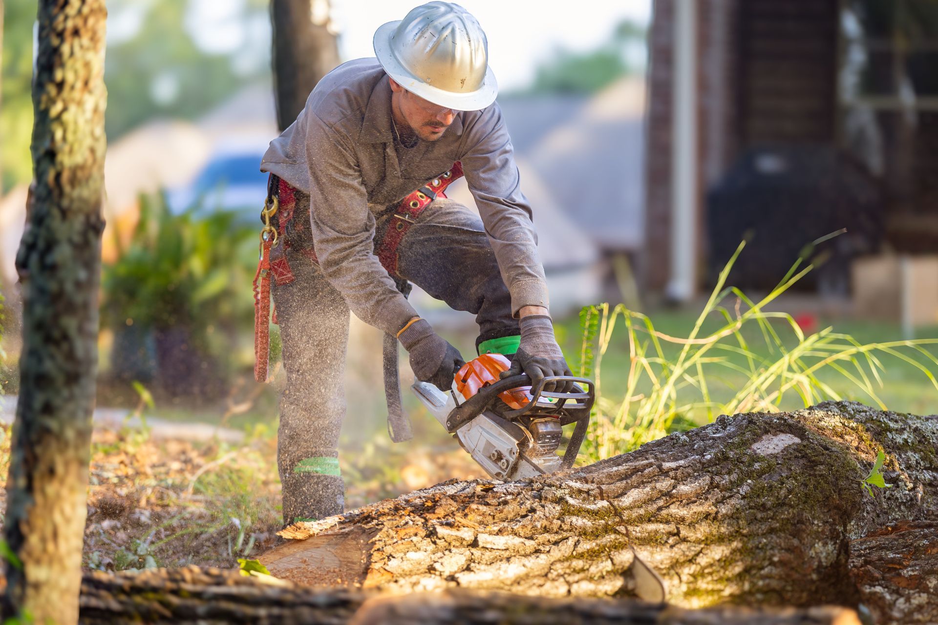 tree services