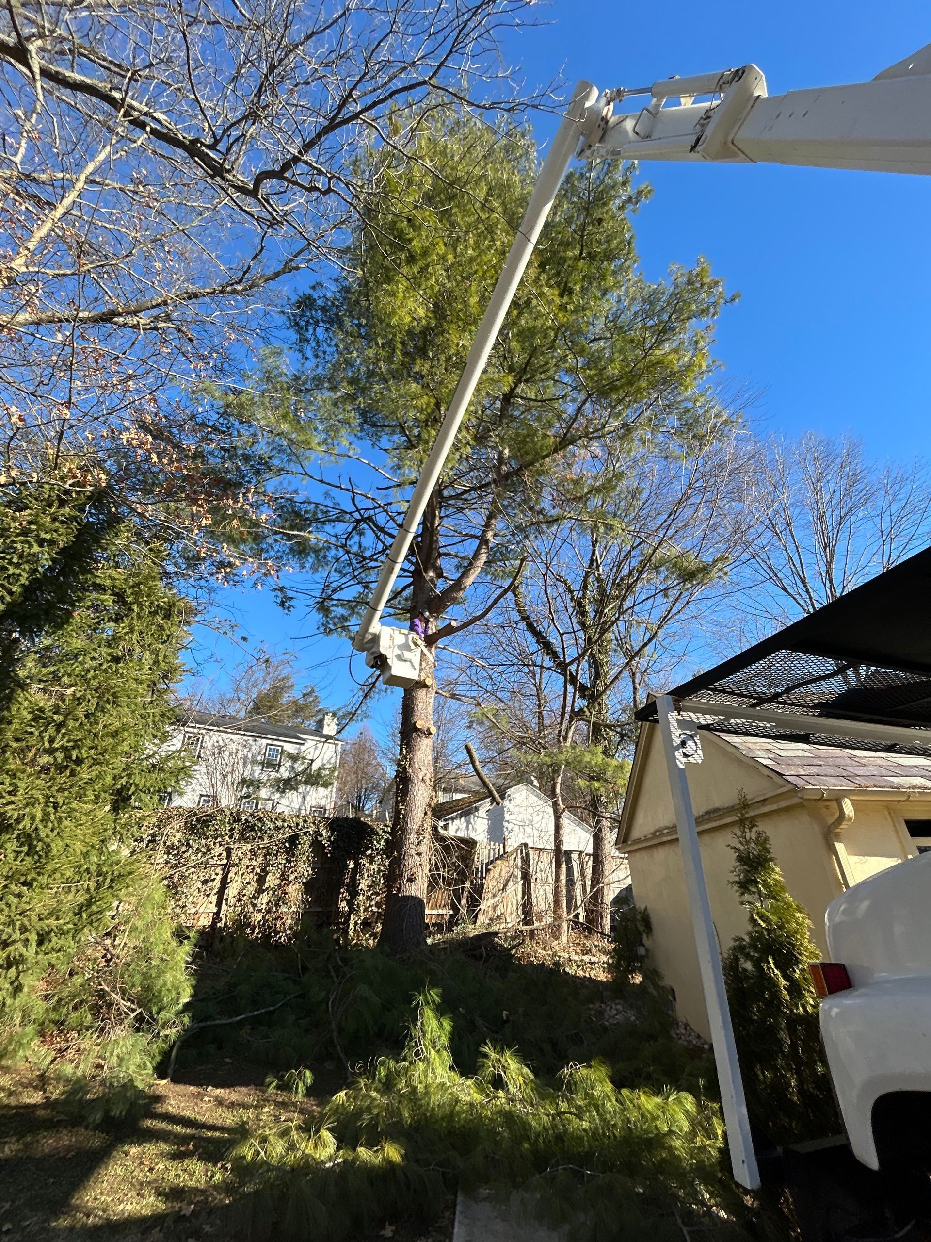 A bucket truck extended high into a tall tree for pruning against a clear blue sky, next to a yellow shed.