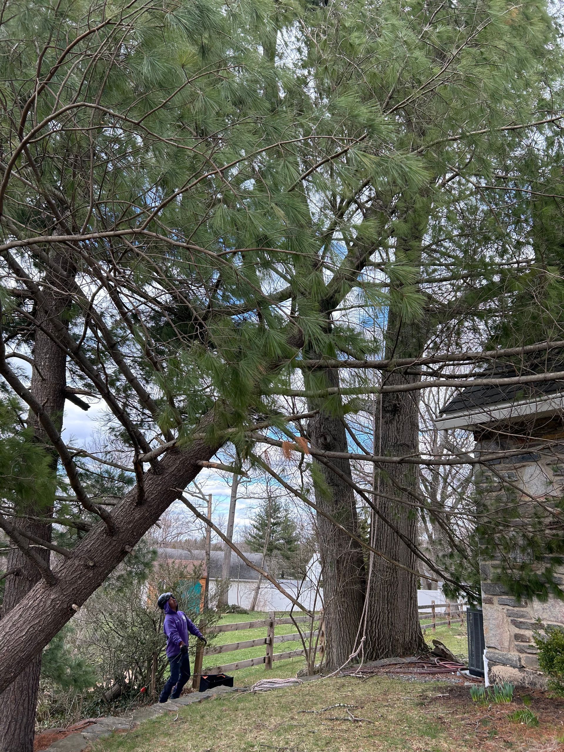 A person in a purple jacket stands in a yard looking up at large, mature pine trees near the side of a stone house.