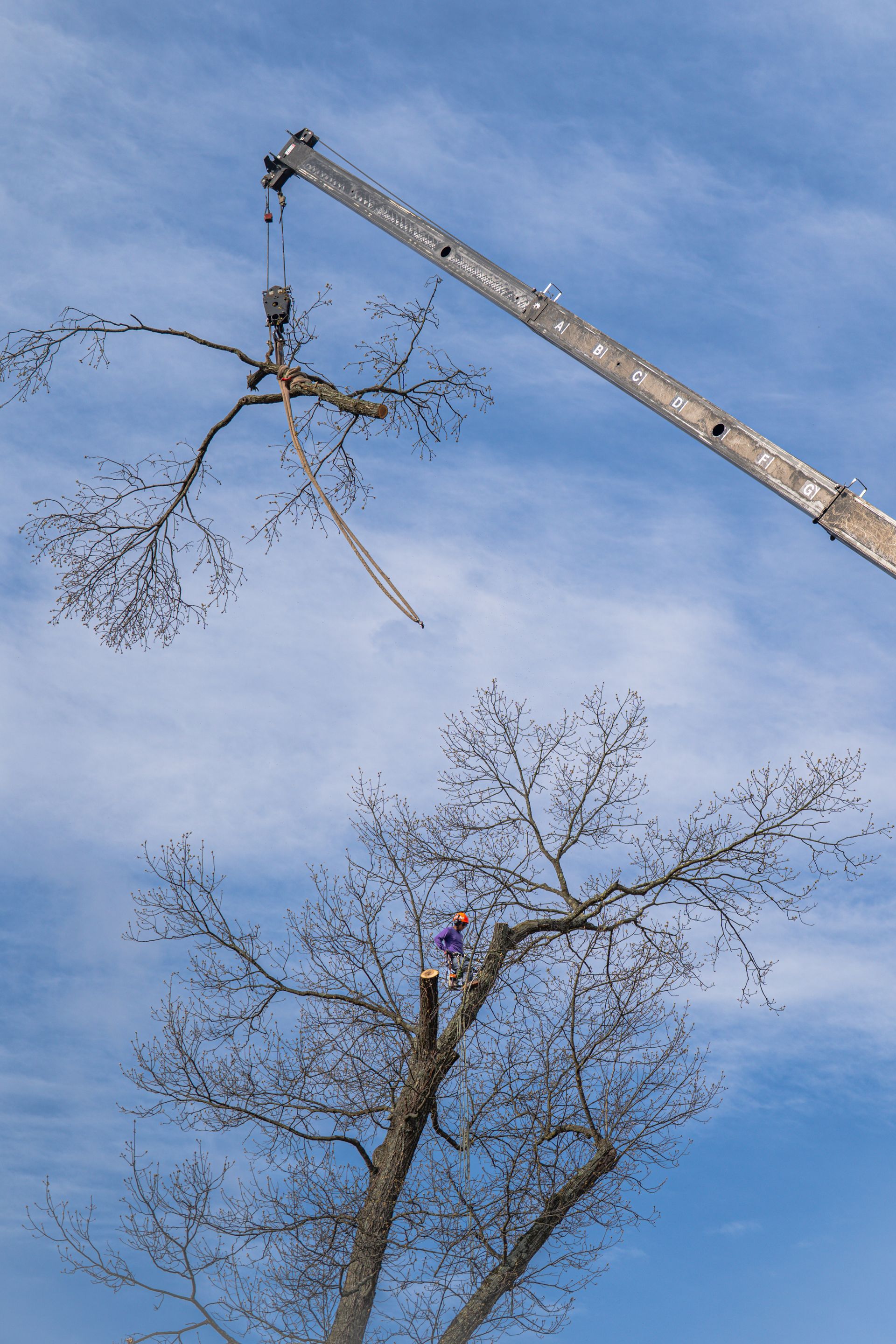 Two tall trees being trimmed by a crane against a blue sky