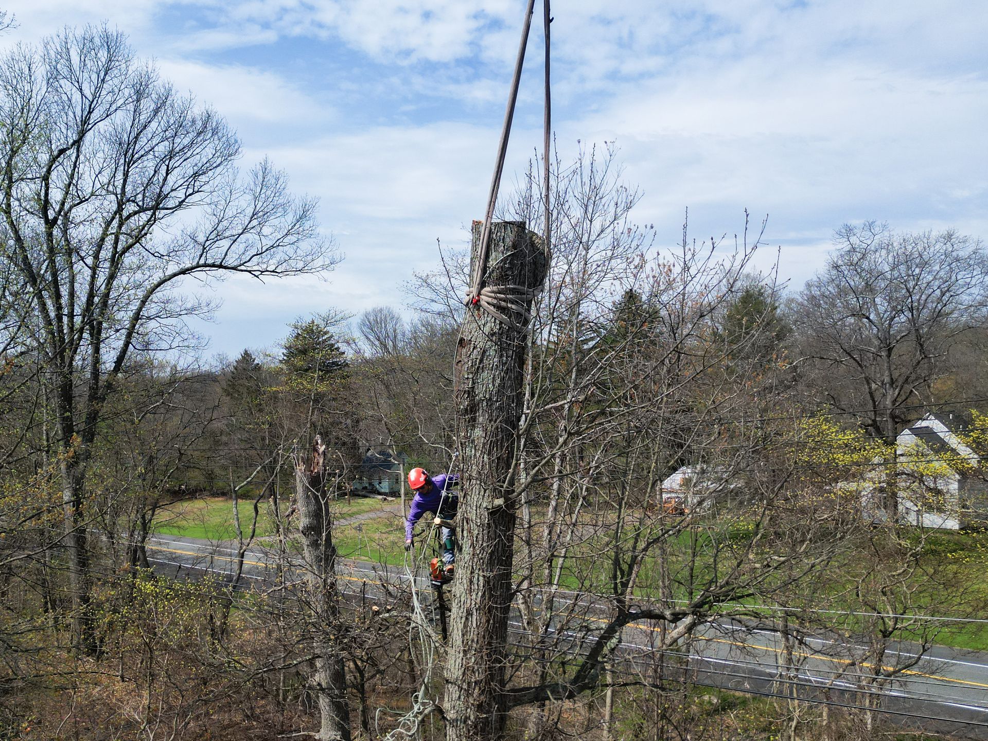 Workers trimming a tall tree by a roadside on a cloudy day