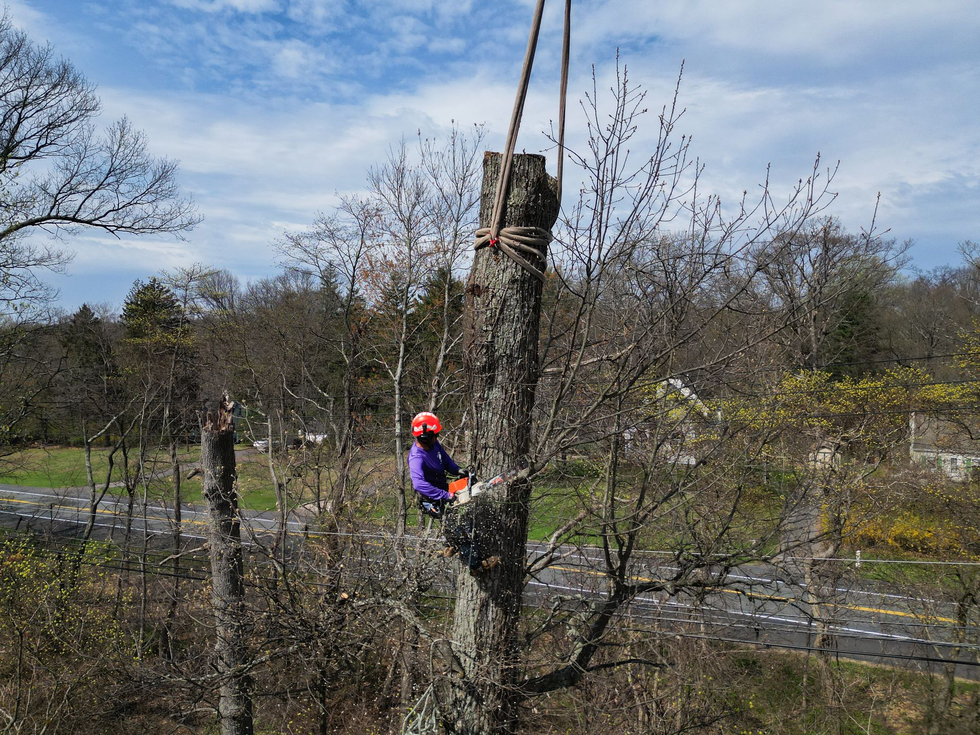 Person in a purple jacket and orange helmet trimming a tall tree by a roadside in a rural landscape.
