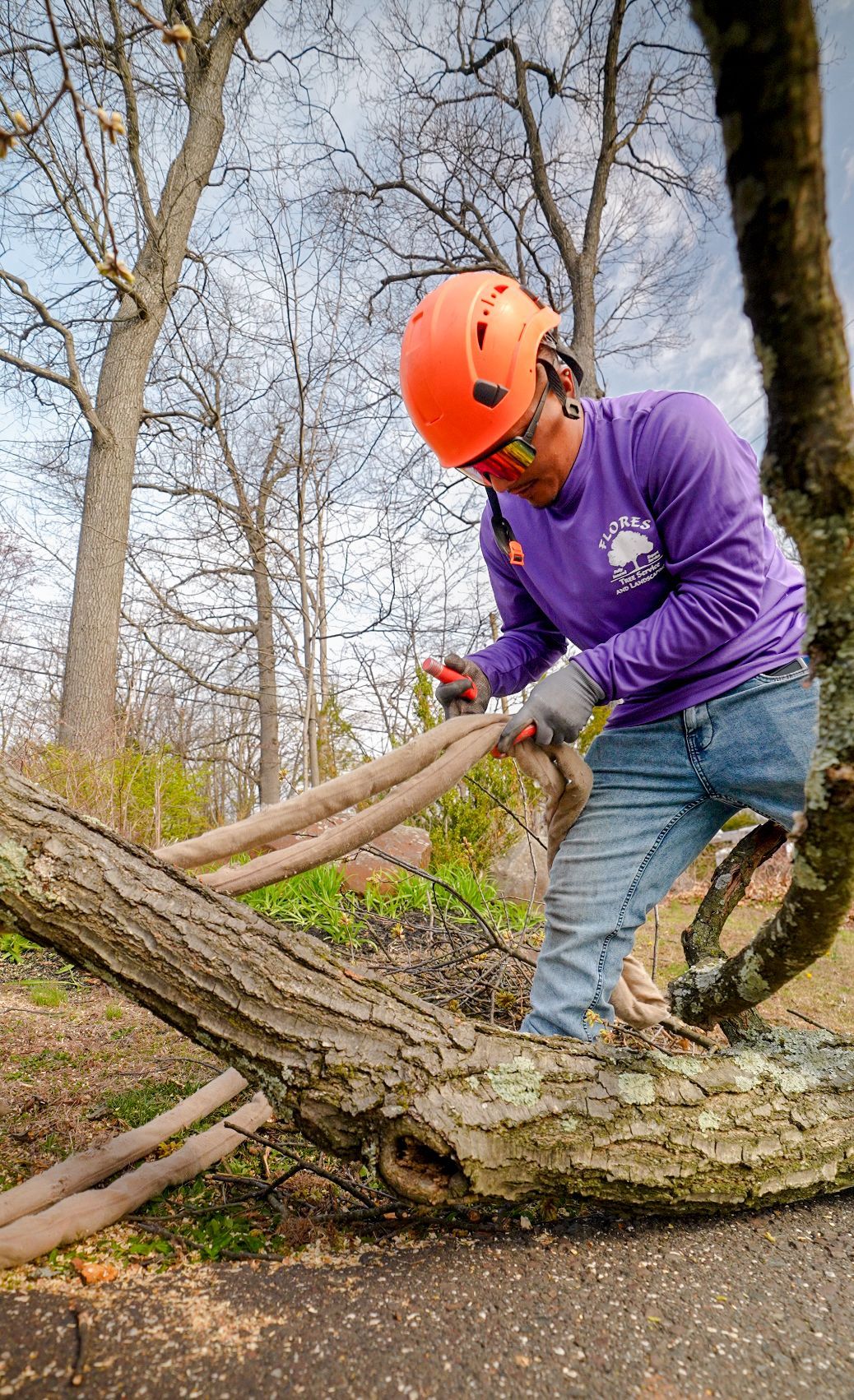 Person in orange helmet uses a saw on a fallen tree trunk in a wooded area.