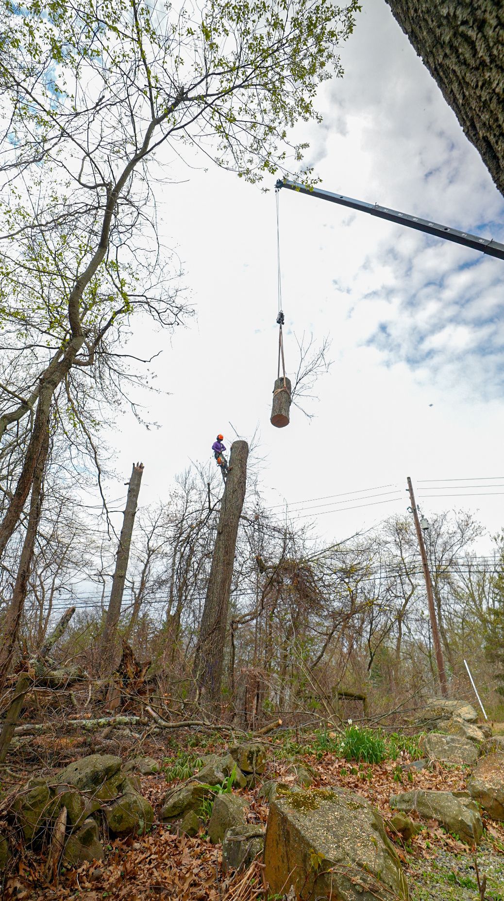 A hanging tire swing in a sparse wooded area under a cloudy sky.
