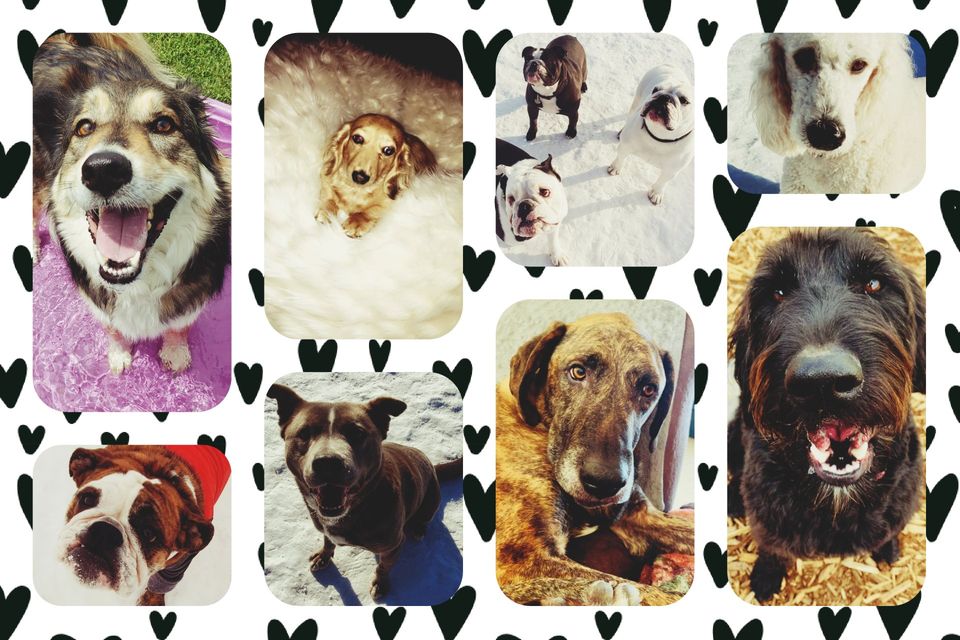 Pet Adoption Brainerd Mn Jennifer Gilson Farmers Insurance Agent in