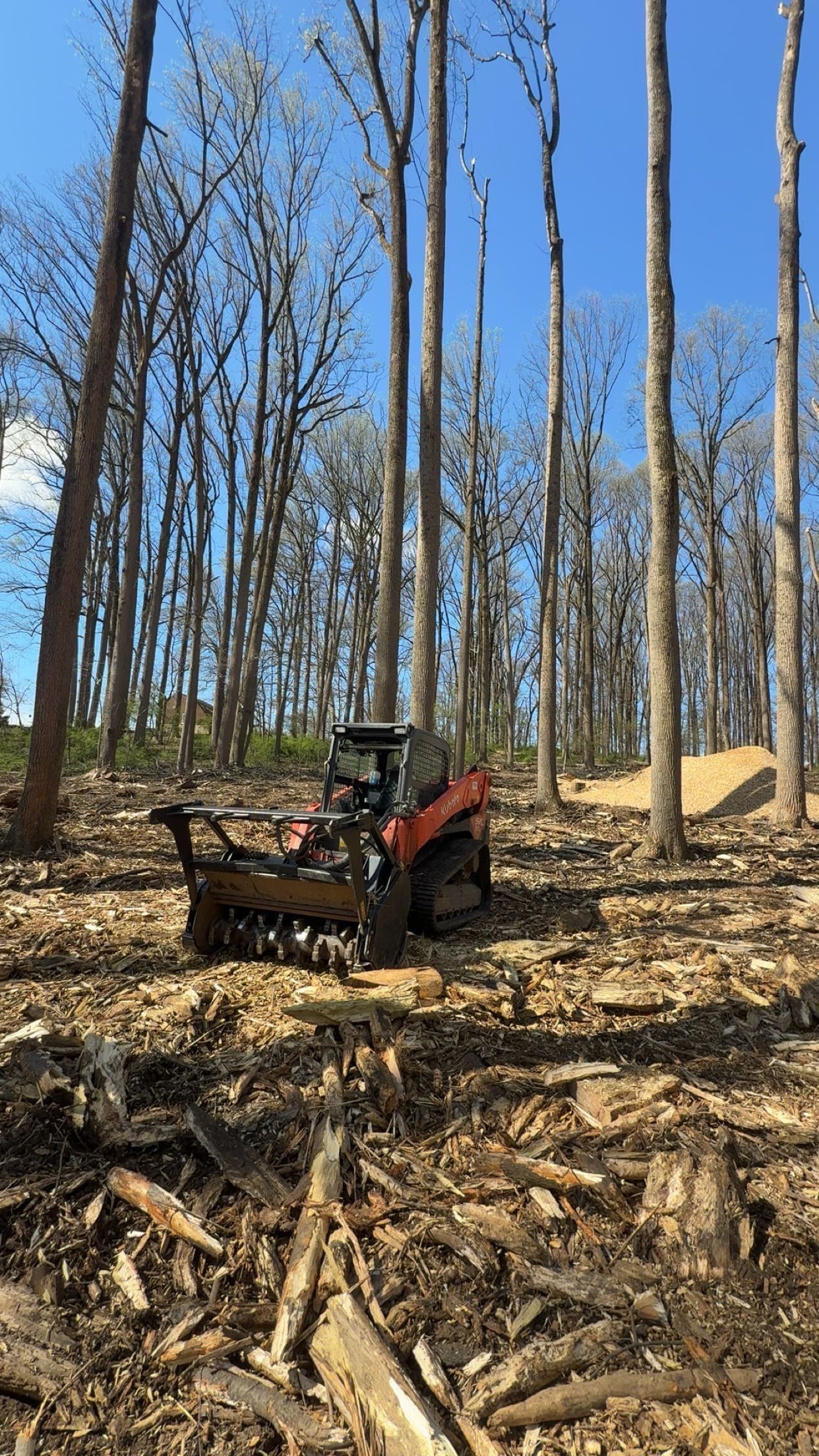 Red tractor in a charred forest clearing with tall bare trees and fallen leaves under a blue sky
