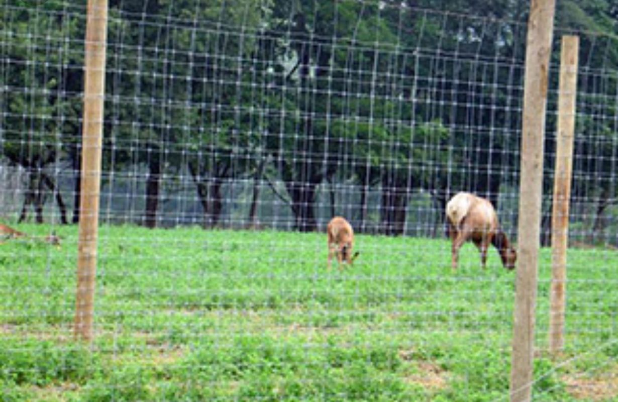 Deer grazing in a grassy field behind a wire fence, with trees in the background.