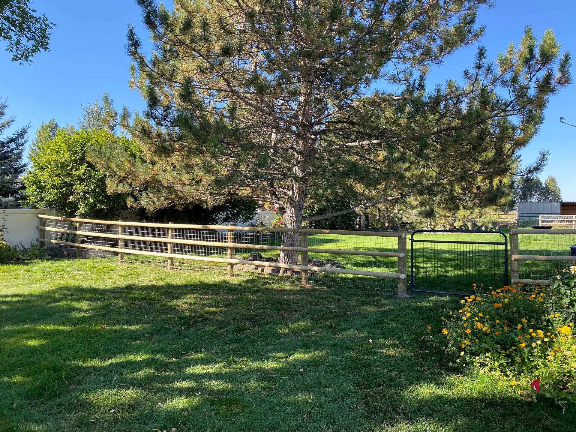 Backyard with wooden fence, large tree, green grass, and blue sky.