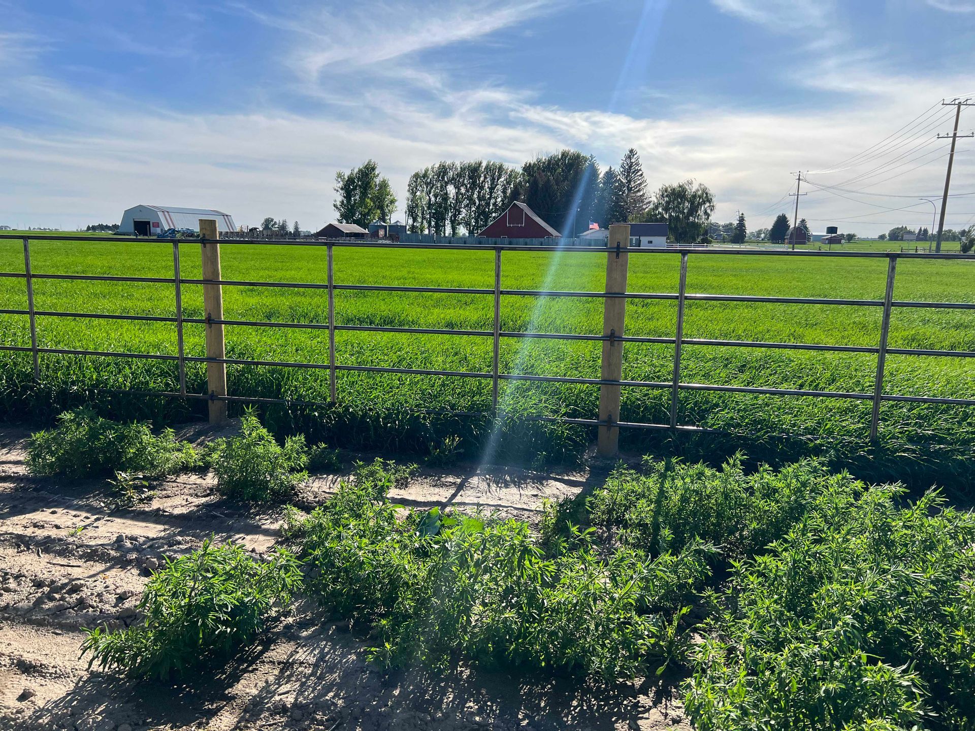 Green field with metal fence, crops, and blue sky.