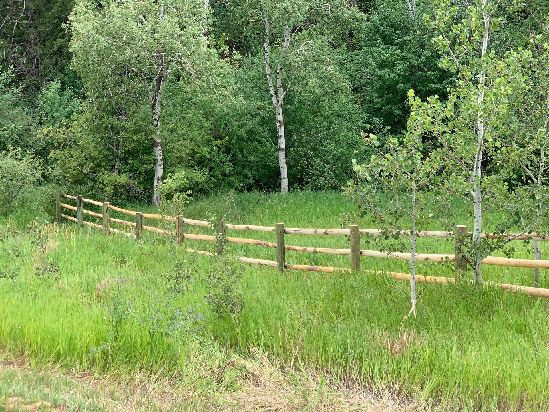 Wooden split-rail fence in a grassy field, with trees in the background.