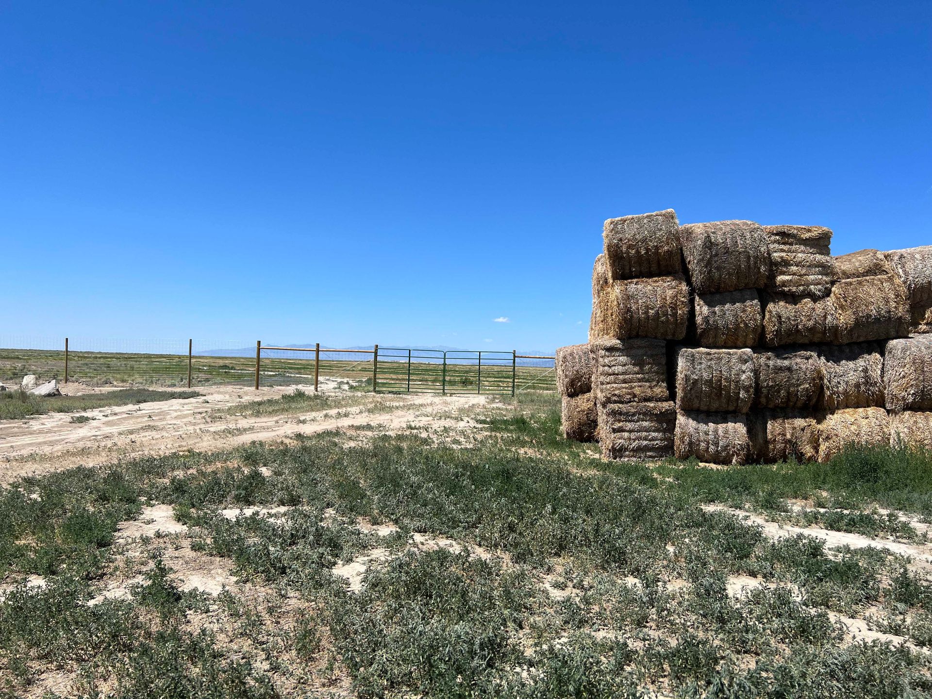 Hay bales stacked on a field with sparse vegetation, fence, and bright blue sky.