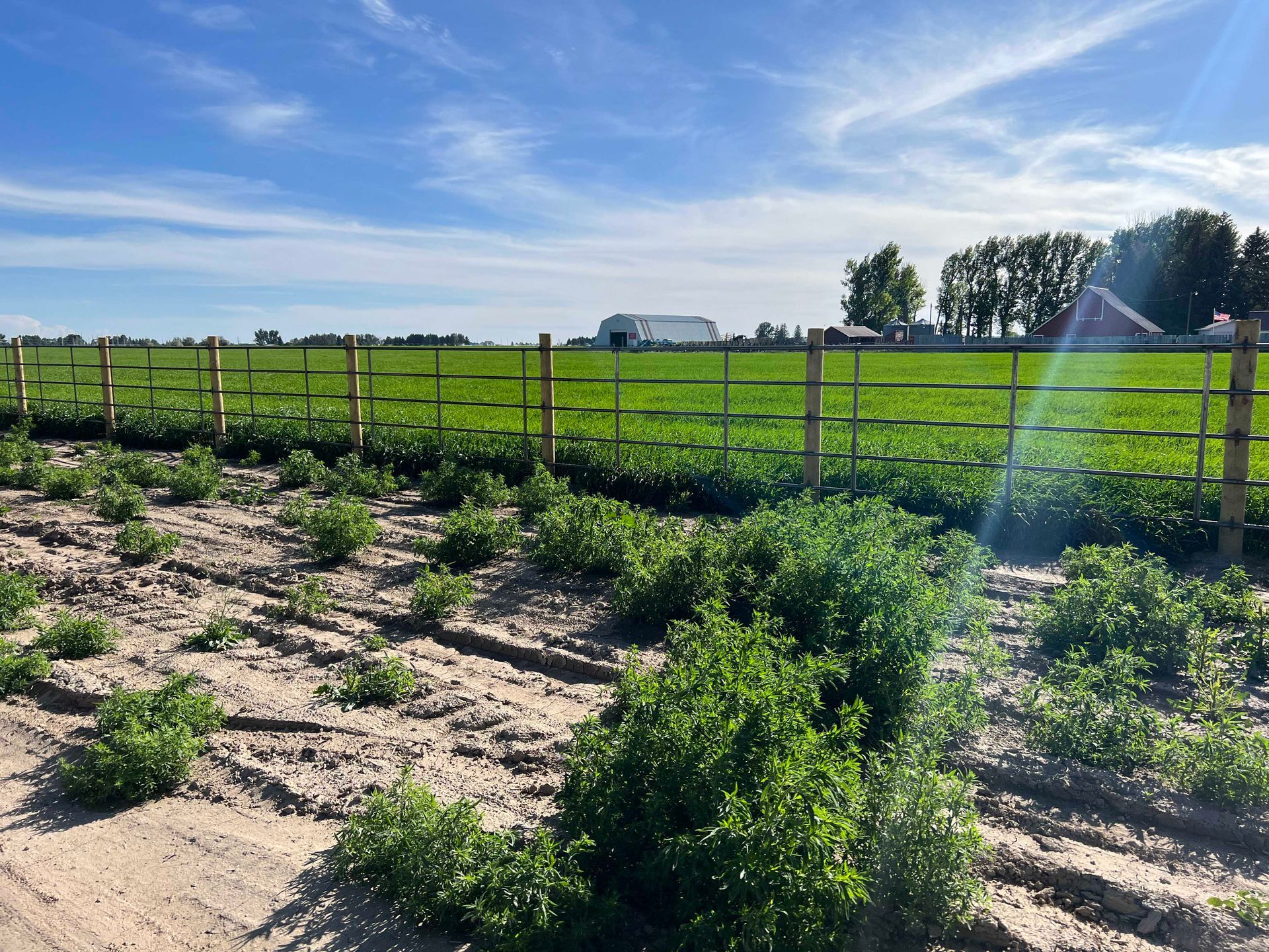 Field of green crops, brown wooden fence, blue sky with scattered clouds.