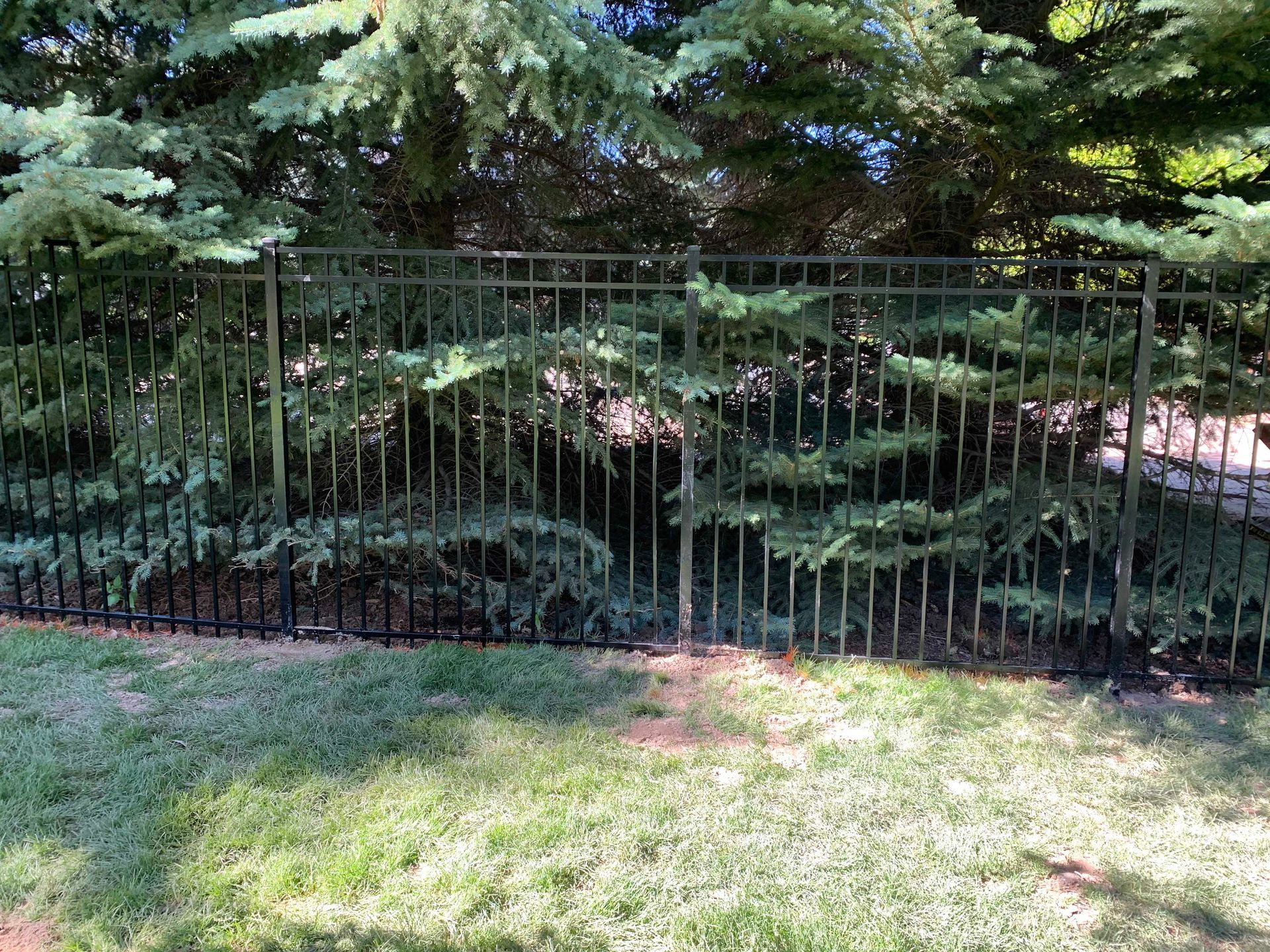 Black metal fence partially obscured by green evergreen trees on a grassy lawn.