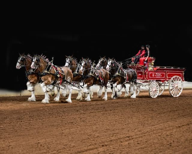 Eight Clydesdale horses pulling a red beer wagon, on a brown dirt track.