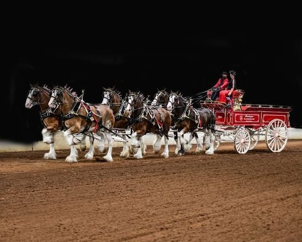 Eight Clydesdale horses pulling a red beer wagon, on a brown dirt track.