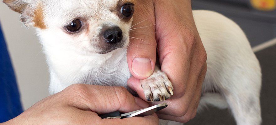 Dog Nail Cut