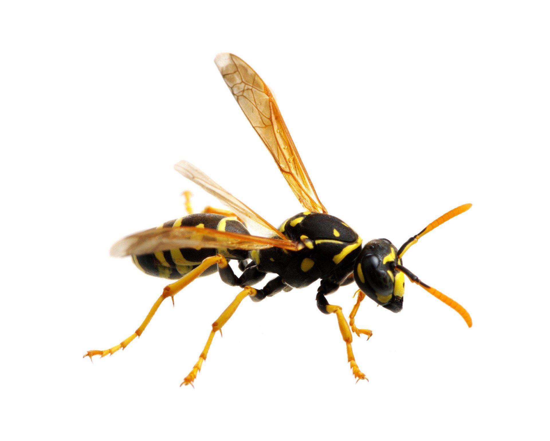 Wasp