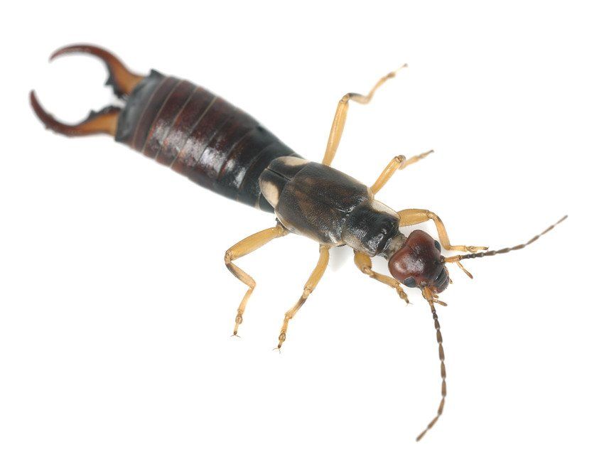 Earwig