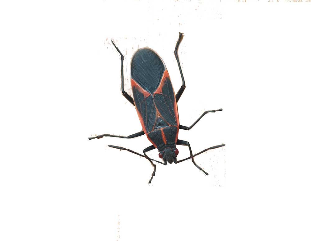 Box Elder Bug