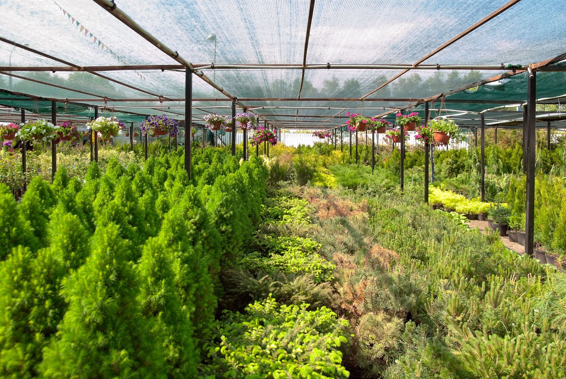 Choosing the Right Trees From a Reliable Tree Nursery