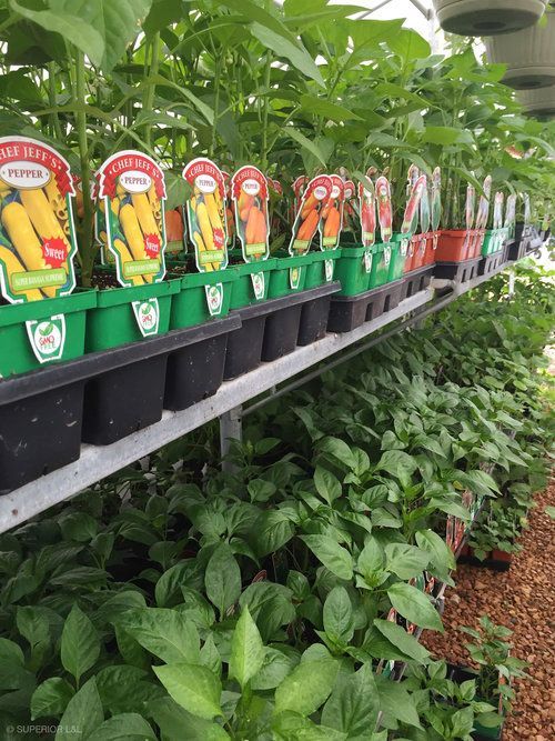 A row of potted plants sitting on top of a shelf in a greenhouse.