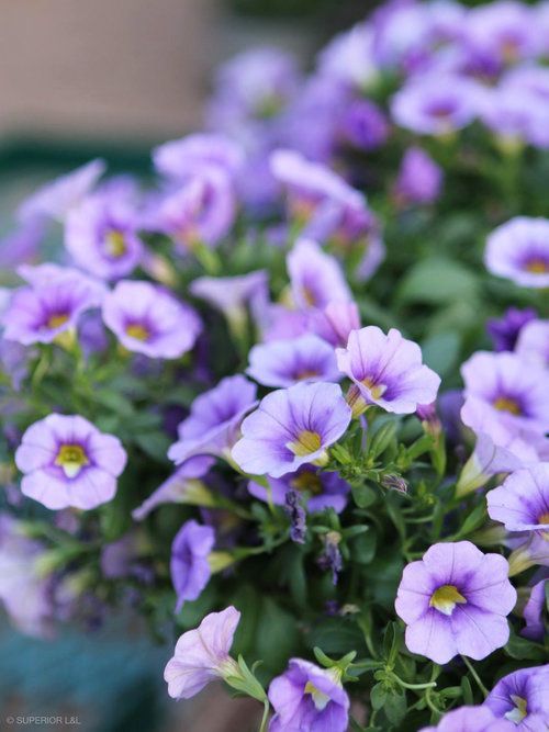 A bunch of purple flowers with a yellow center
