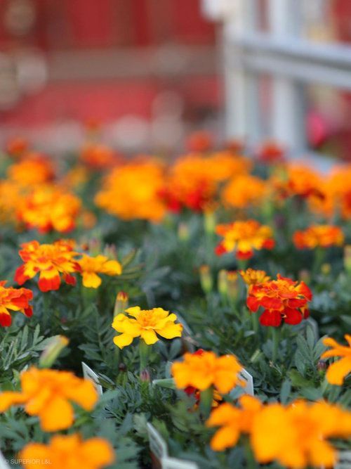 A bunch of orange and red flowers are growing in a garden.