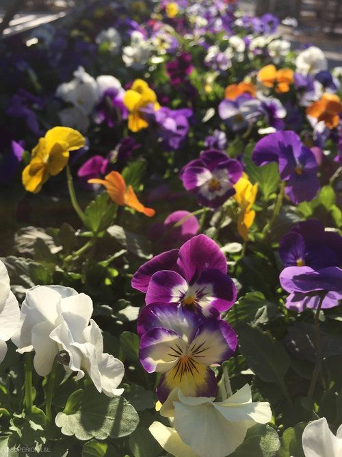 A bunch of purple and yellow flowers are growing in a garden