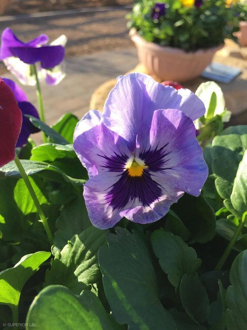 A close up of a purple flower with a yellow center