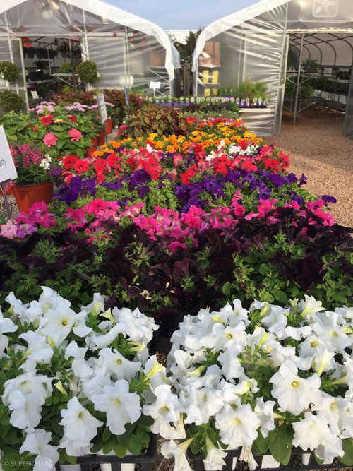 A bunch of flowers are sitting in front of a greenhouse.