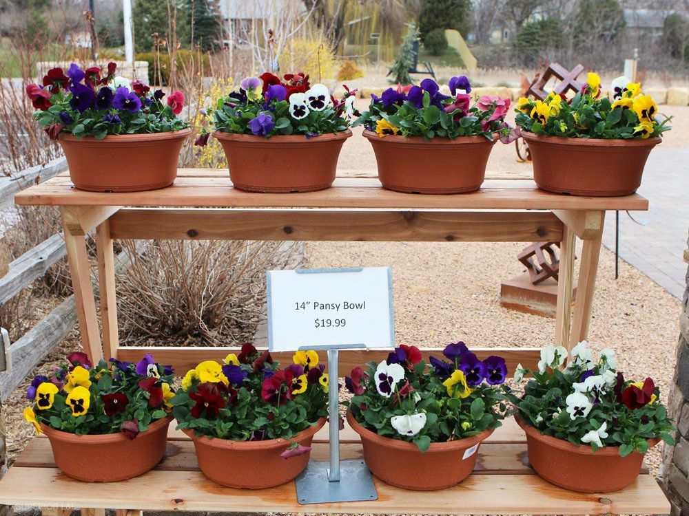 A display of pansies in pots on a wooden shelf