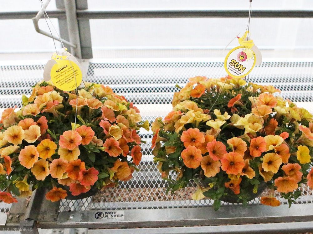Two hanging baskets filled with orange and yellow flowers are sitting on a shelf.