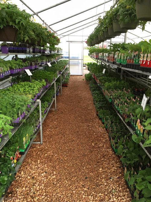 A greenhouse filled with lots of potted plants and hanging baskets.