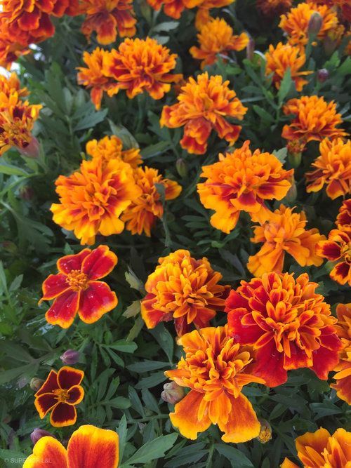 A bunch of orange and red flowers are growing in a garden