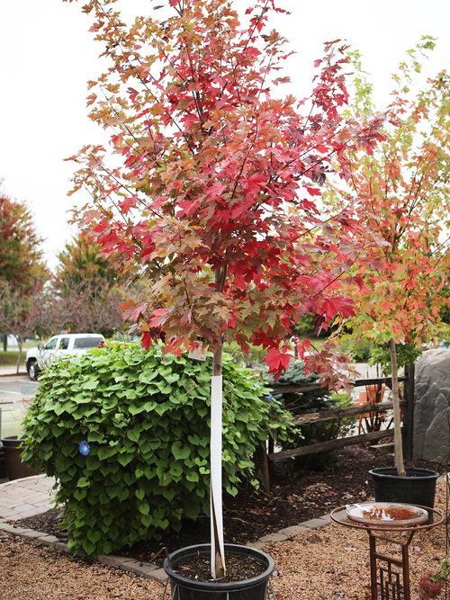 A tree with red leaves is in a black pot